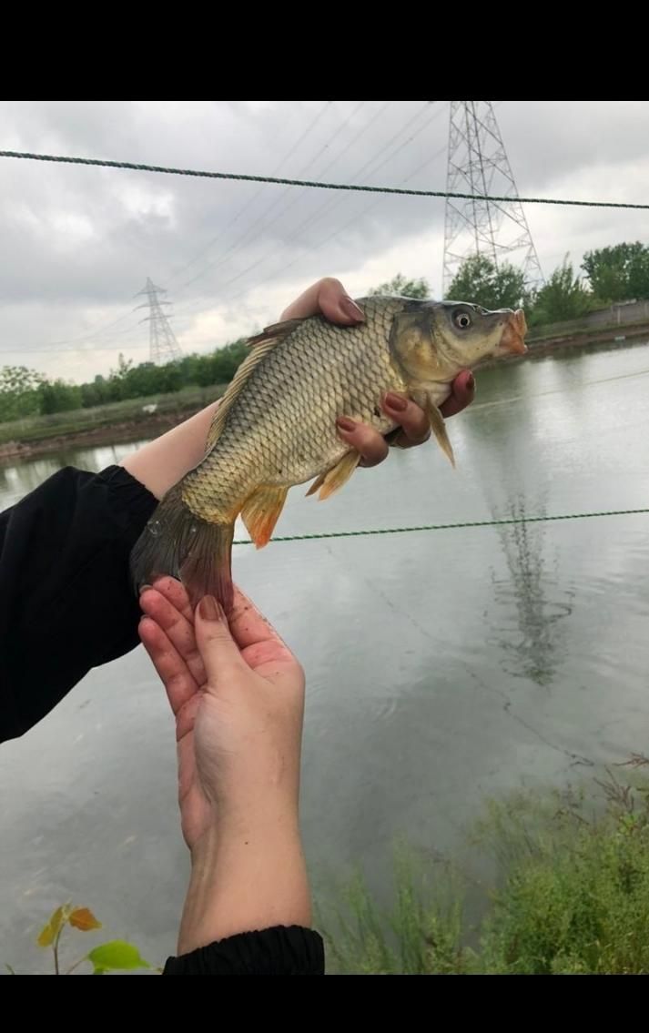 بچه ماهی کپور و غذای ماهی|ماهی|مشهد, آبکوه|دیوار