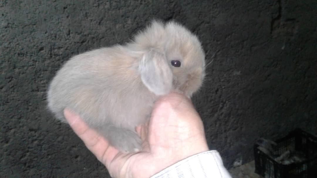 لوپ اوکراینی اصیل خرگوش|موش و خرگوش|میناب, |دیوار