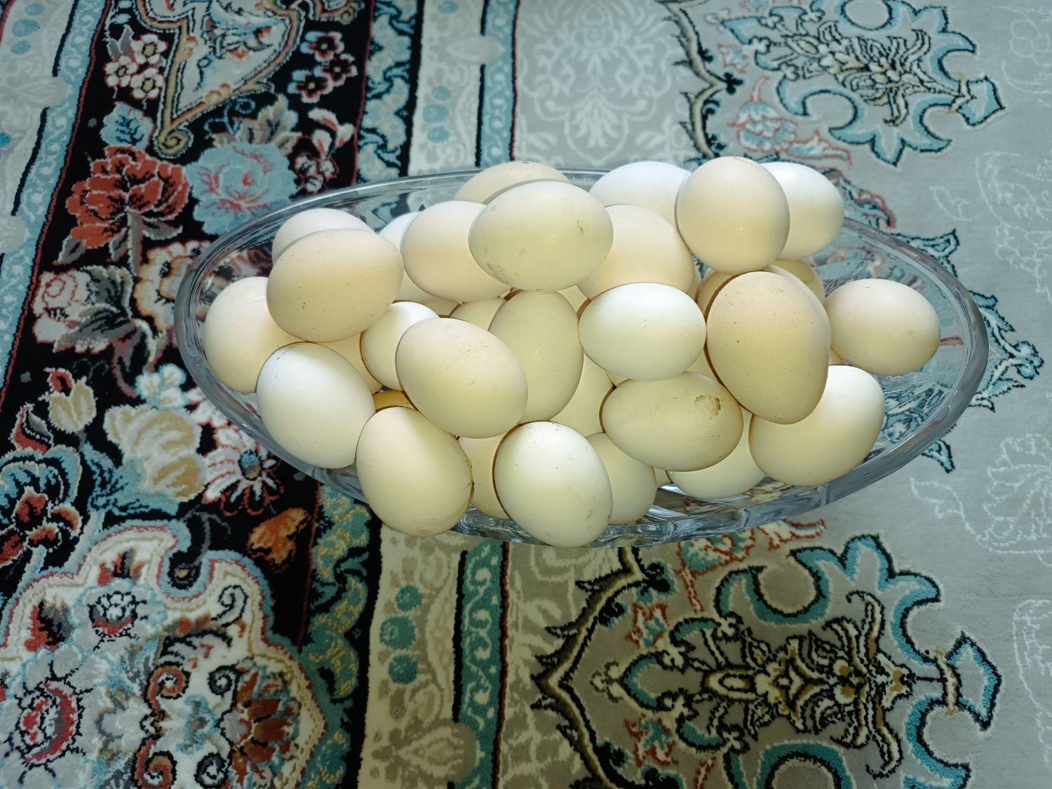 تخم مرغ محلی|خوردنی و آشامیدنی|شوشتر, |دیوار
