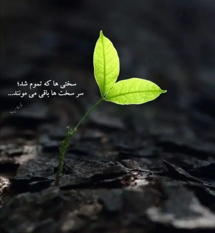 کمک داوطلبانه|فعالیت داوطلبانه|تهران, پونک|دیوار