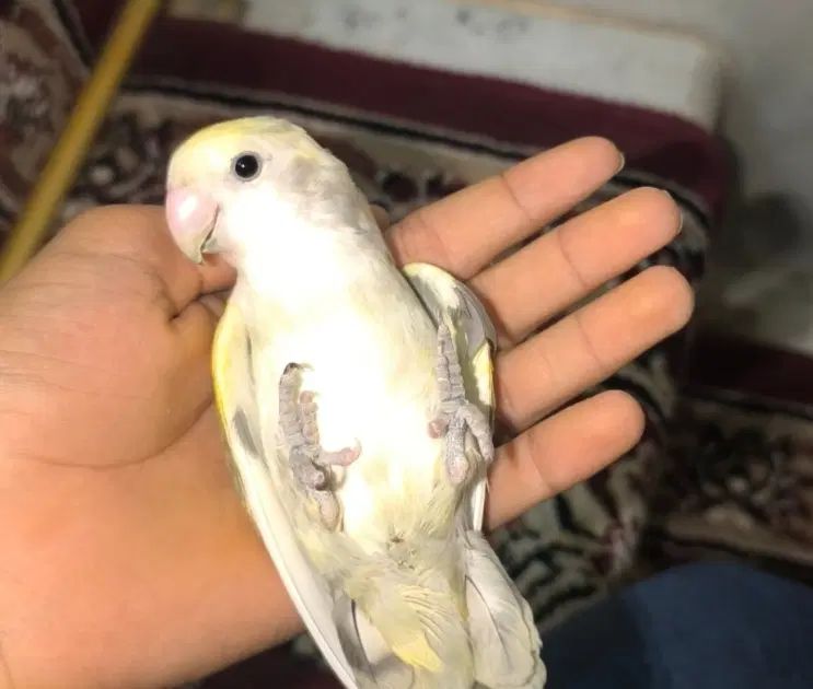 طوطی کوتوله|پرنده|اصفهان, جی شیر|دیوار