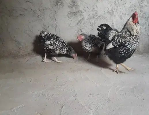 ۲مرغ و ۱خروس ویاندوت سیلور|حیوانات مزرعه|اصفهان, ارداجی|دیوار