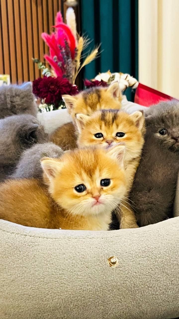 گربه های زیبای اشرافی خانگی|گربه|چالوس, |دیوار