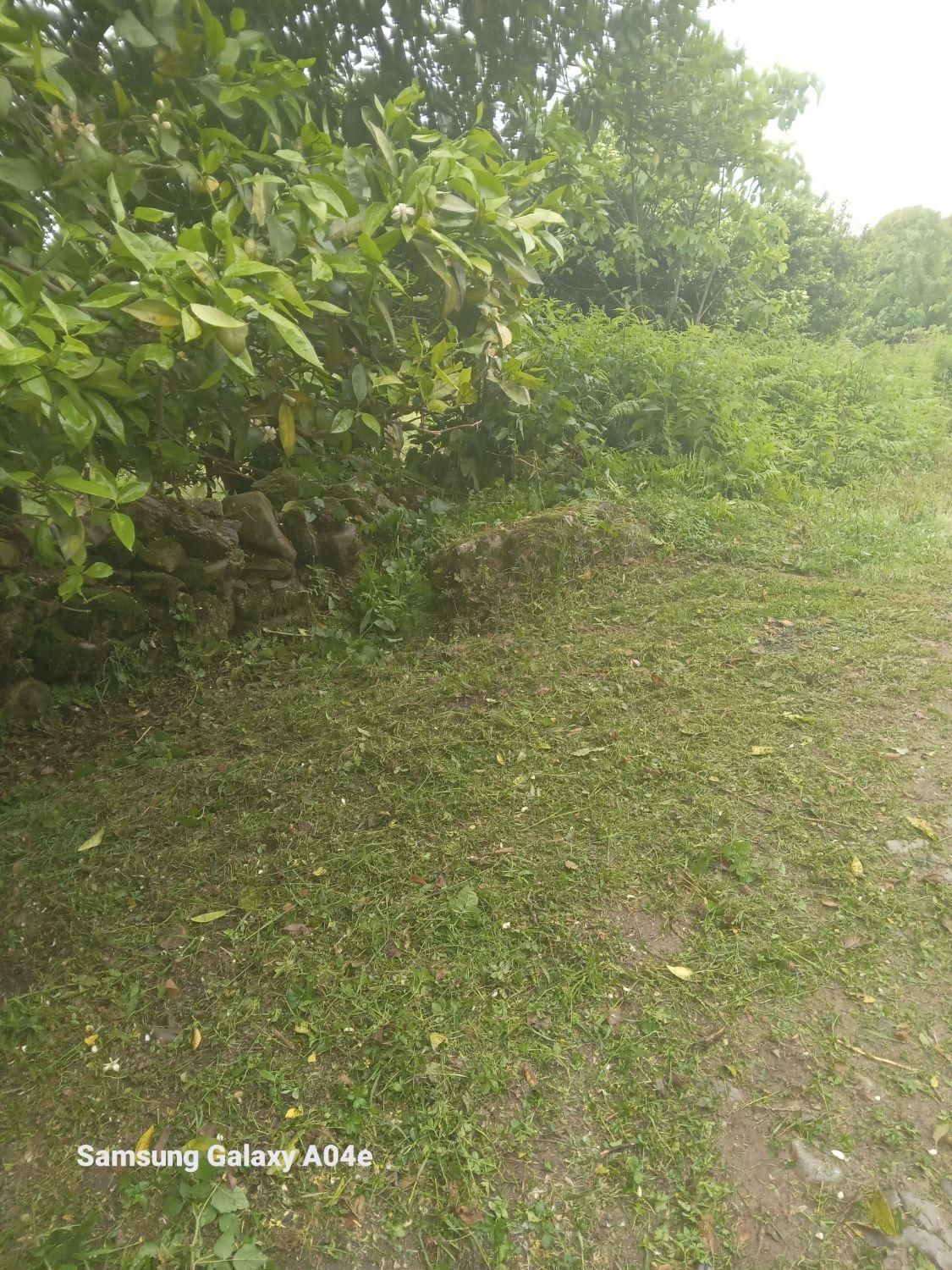 علف تراشی و سم پاشی باغ بادستگاه علف تراش وسم پاش|خدمات باغبانی و درختکاری|کلاچای, |دیوار