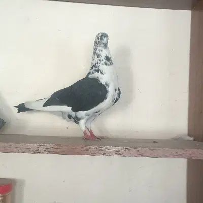 تعدادی کبوتر پرشی|پرنده|کرج, کوی امامیه|دیوار