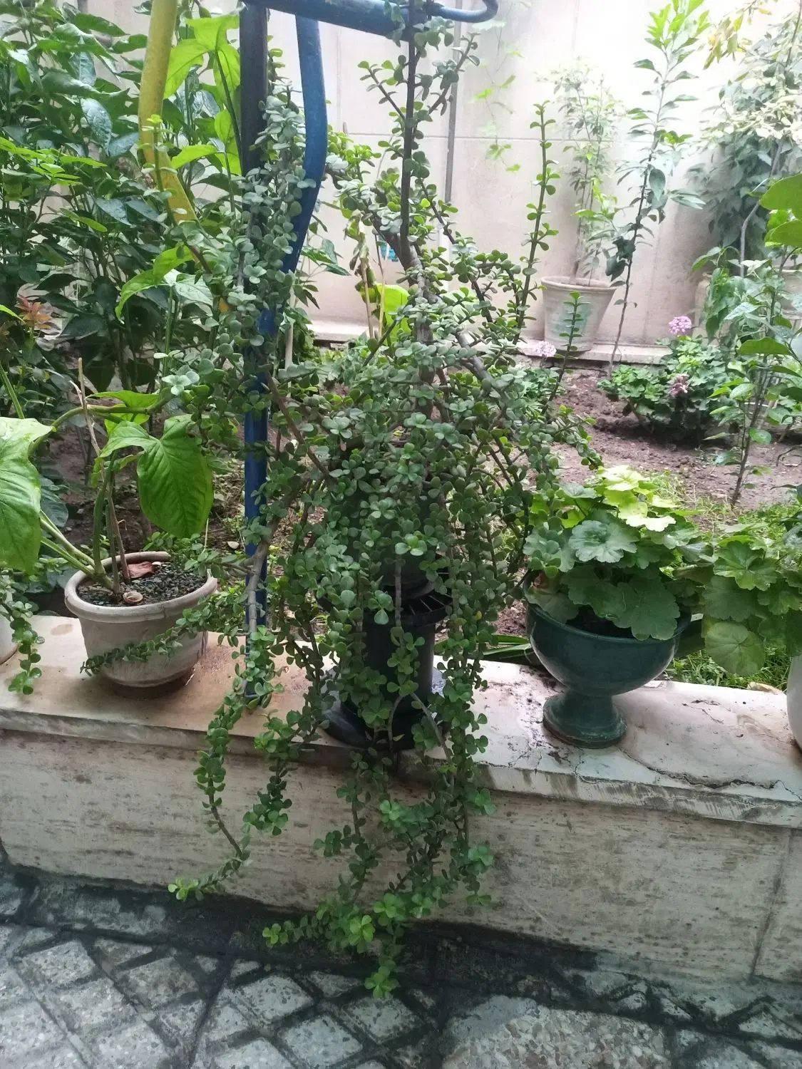بن سای خرفه|گل و گیاه طبیعی|تهران, شهرک آزادی|دیوار