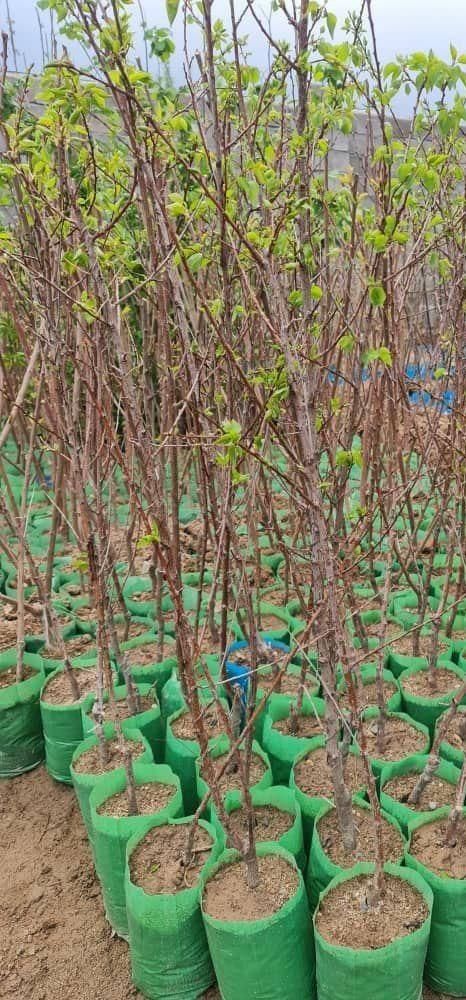 گلدانی و سبز و پربار|حراج|قروه, |دیوار