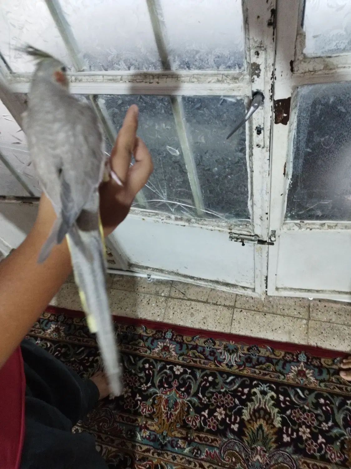 ۶ عدد عروس هلندی دستی وعروس هلندی با جوجه و کوتوله|حراج|مشهد, گاز|دیوار