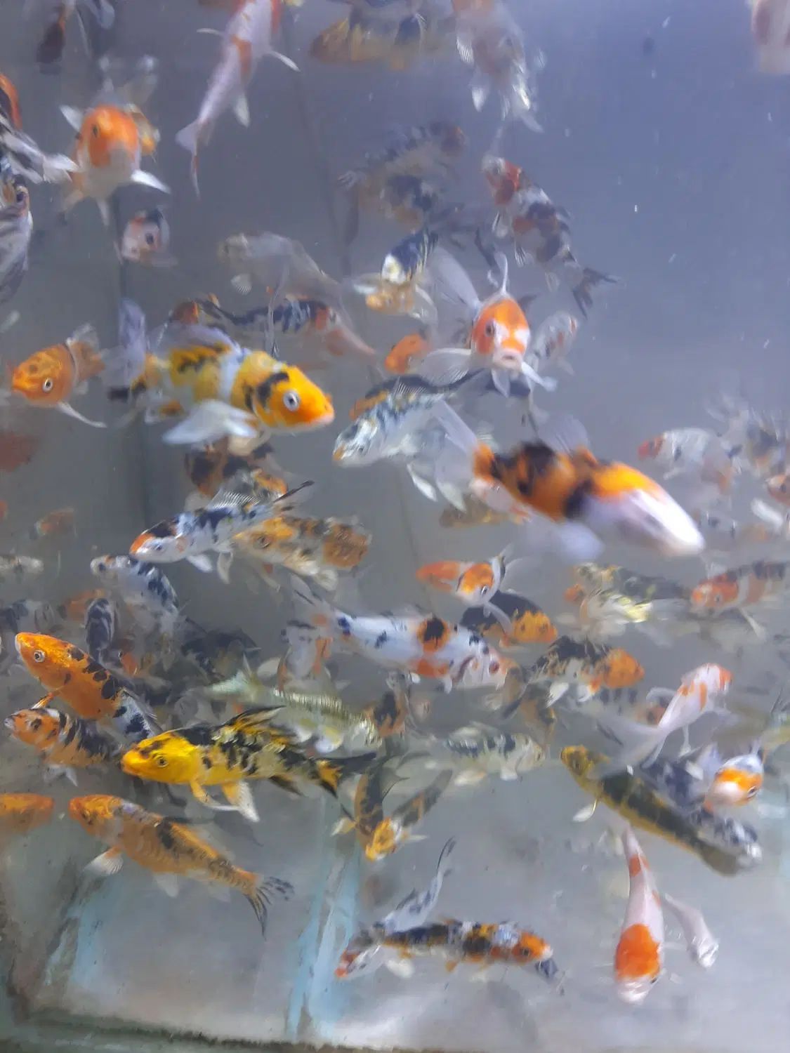 ماهی کوی نژاد دار و غذای کوی|ماهی|کرج, برغان|دیوار