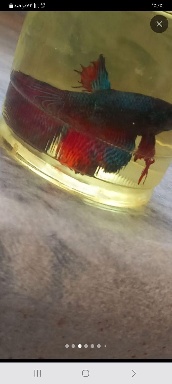 ماهی زینتی با قیمت باور نکردنی|ماهی|لردگان, |دیوار