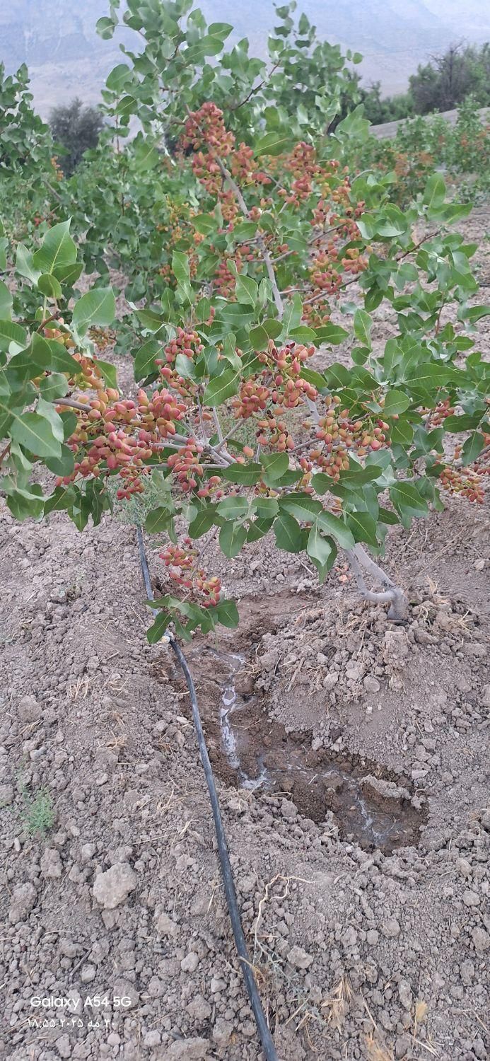 فروش باغ پسته  واقع در روستای مهارلو|فروش دفتر صنعتی، کشاورزی، تجاری|کوهنجان, |دیوار