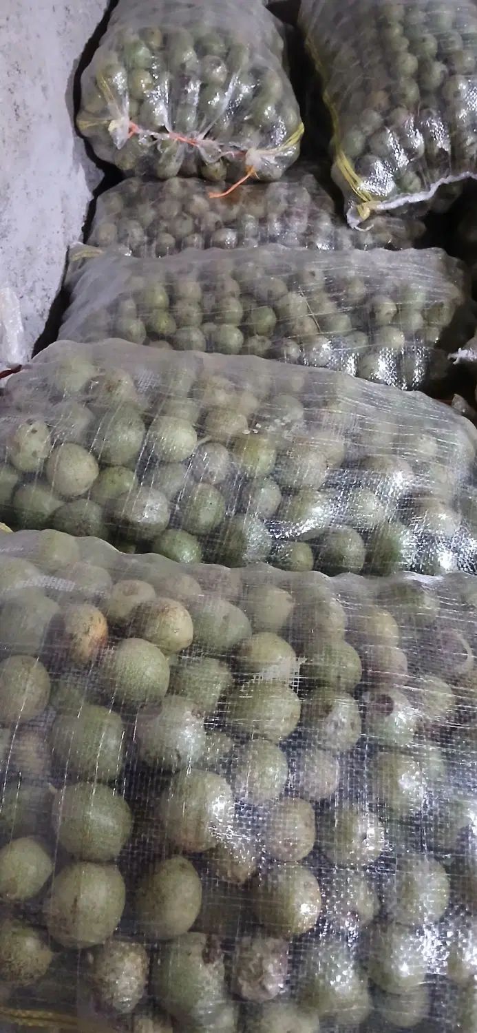 گردو درجه یک ودرشت|خوردنی و آشامیدنی|تهران, مسگرآباد|دیوار