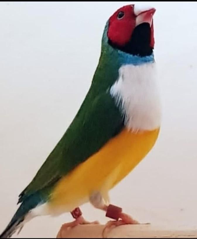 فنچ گلدین|پرنده|اصفهان, آزادگان|دیوار