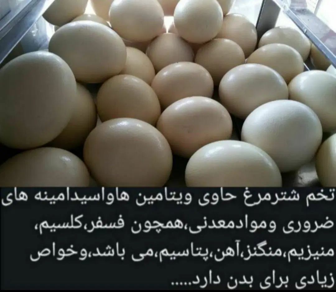 جوجه شترمرغ تخم خوراکی گوشت روغن درمانی قلم|حیوانات مزرعه|سی‌سخت, |دیوار