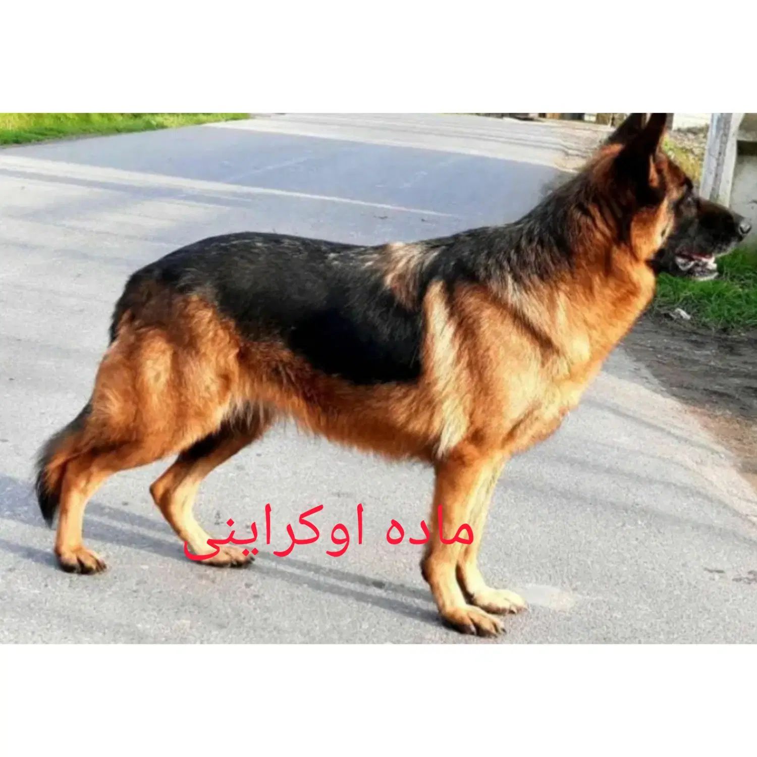 سگ ژرمن ماده فوق العاده اصیل اوکراینی استثنای فقط۴|سگ|تهران, والفجر (افسریه)|دیوار