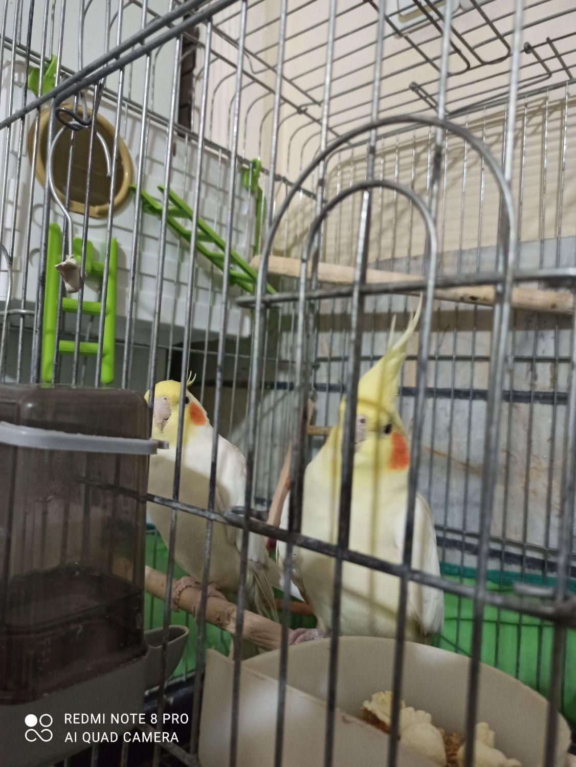 عروس هلندی مولد|پرنده|اقبالیه, |دیوار