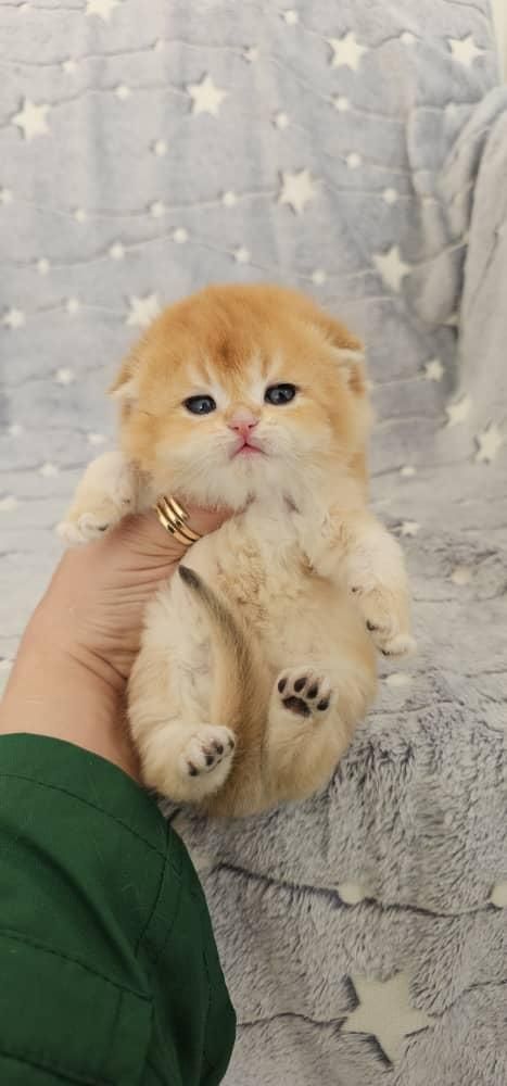 گربه های نژاد دار irancats|گربه|اهواز, بهارستان|دیوار