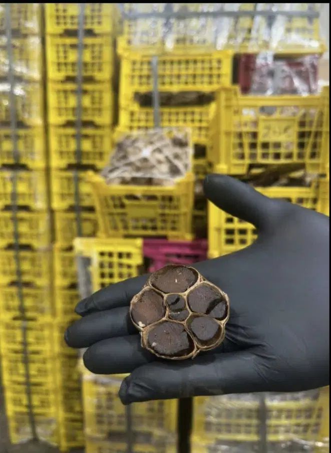 سیر سیاه بسته بندی 200گرمی|آرایشی، بهداشتی، درمانی|اصفهان, خواجو|دیوار