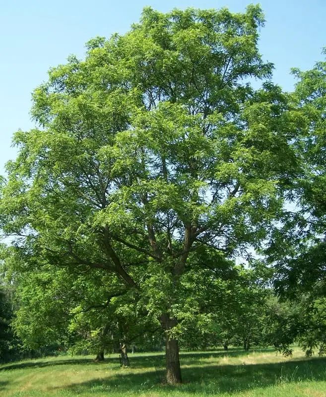 راهنمایی طبیعت گردی|فعالیت داوطلبانه|مشهد, شاهد (شهرک غرب)|دیوار
