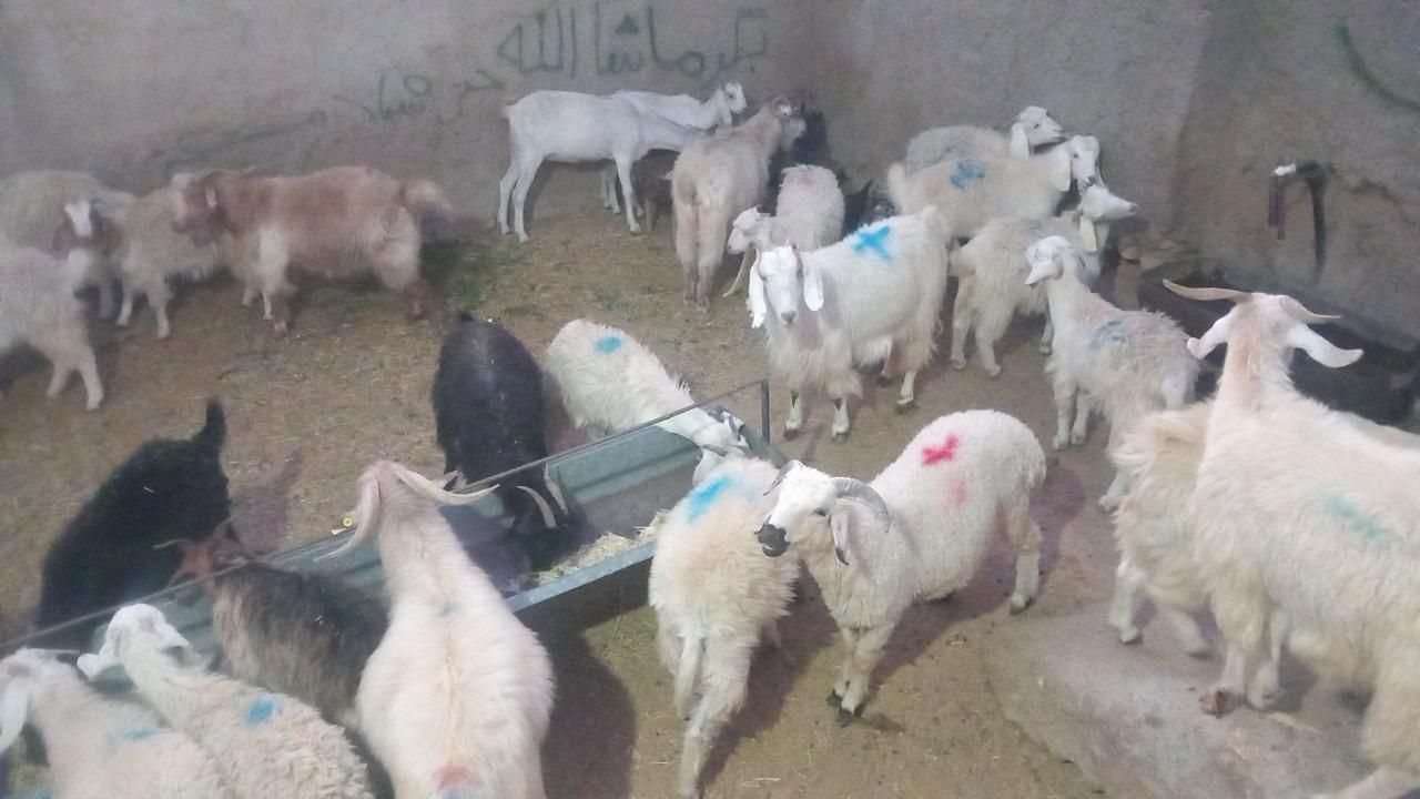 گوسفند زنده باقراباد|حیوانات مزرعه|کرمان, |دیوار
