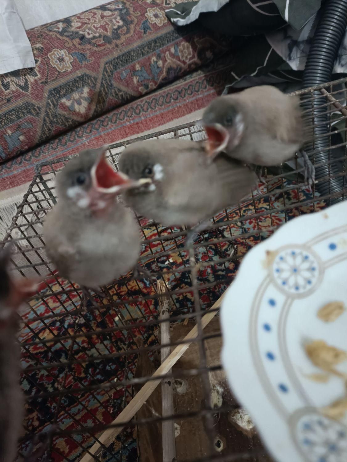 قناری خرمایی|پرنده|شادگان, |دیوار