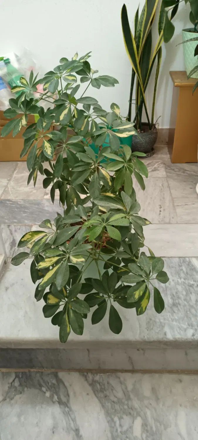گل های برگ عبایی شفلرا پدیلانتوس و کروتون|گل و گیاه طبیعی|تهران, مینی‌سیتی (شهرک نفت)|دیوار