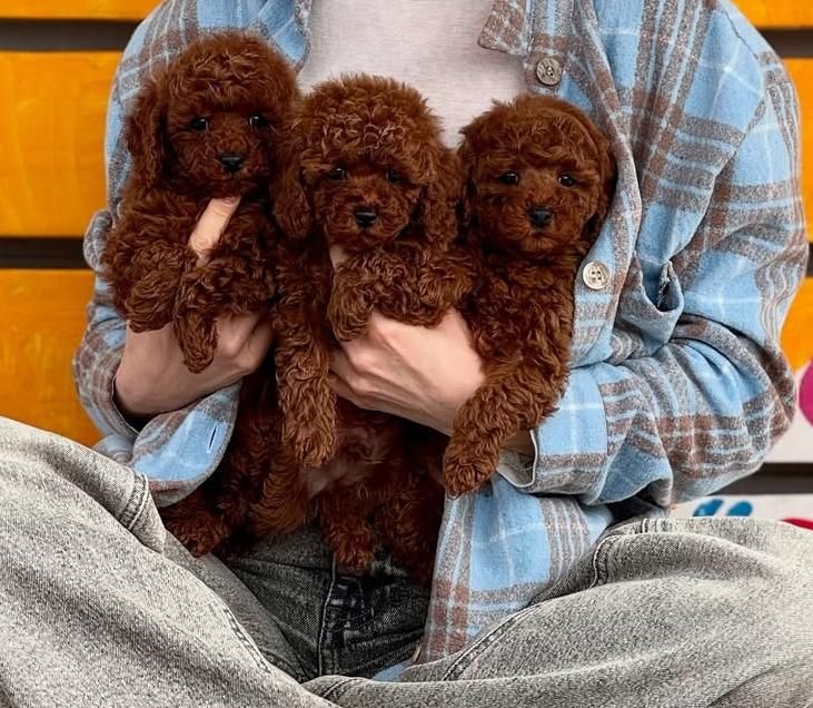 سگ توله توی پودل ۷۲ روز وارداتی|سگ|تهران, سعادت‌آباد|دیوار