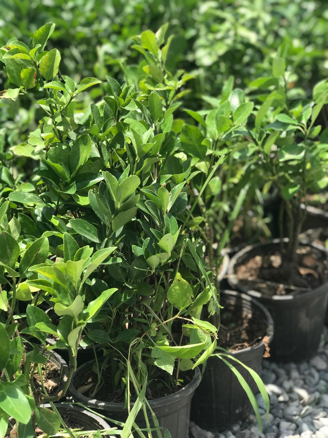 شمشاد سبز گلدانی ریشه پر با کیفیت فقط۲۰|خدمات باغبانی و درختکاری|تهران, شهرک استقلال|دیوار