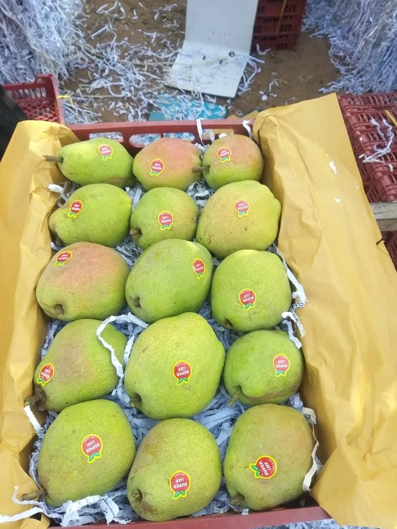 فروش ۲۴هکتار باغ میوه سرپوشیده استان قزوین|فروش دفتر صنعتی، کشاورزی، تجاری|قم, بلوار امین و ساحلی|دیوار