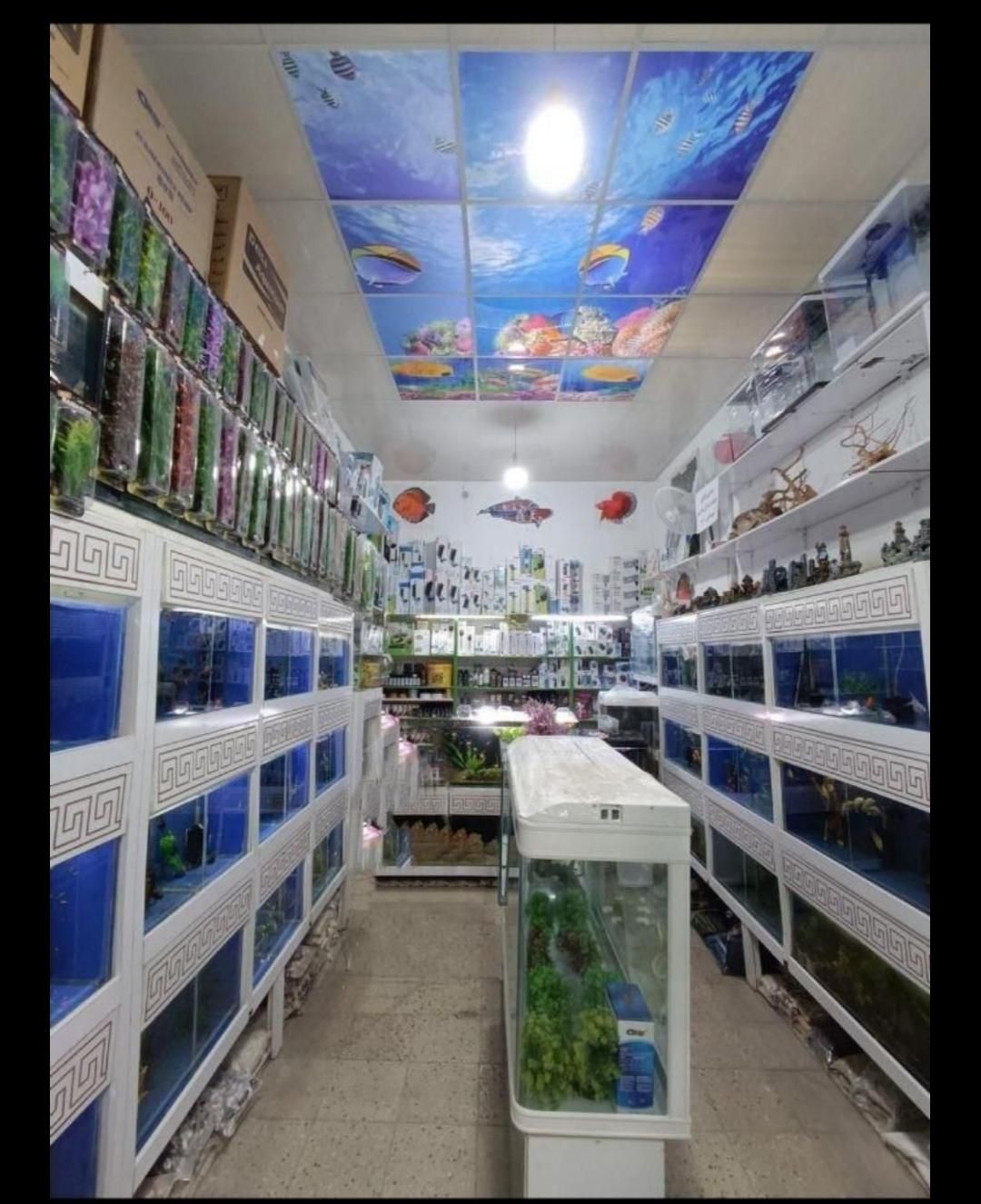 آکواریوم شهر ماهی|ماهی|کرمانشاه, |دیوار