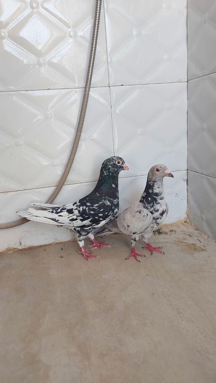 یه. جفت سرور چاپدار|پرنده|فسا, |دیوار
