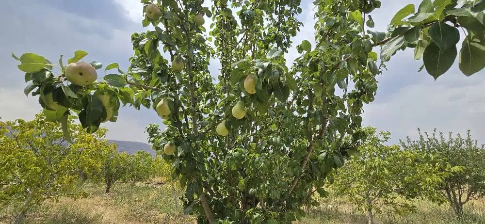 فروش باغچه دشت ارژن  با سند وامکانات کامل|فروش زمین و ملک کلنگی|کازرون, |دیوار