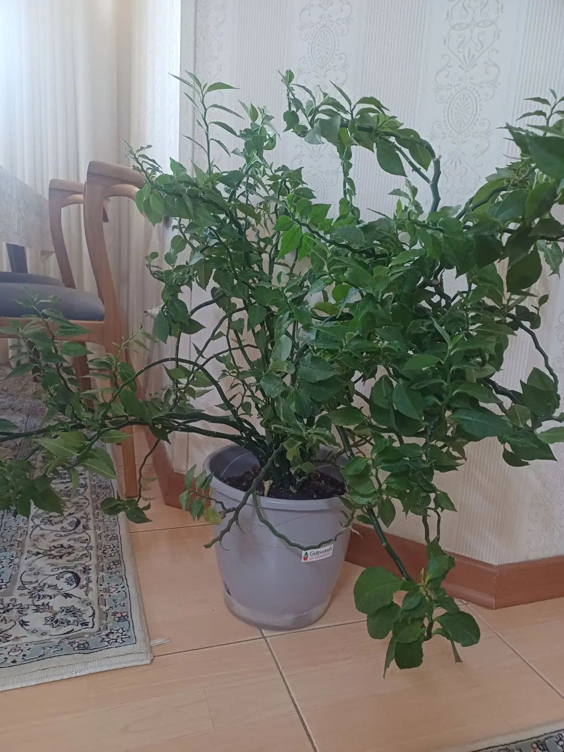 گل وگلدان|گل و گیاه طبیعی|اصفهان, گلستان|دیوار