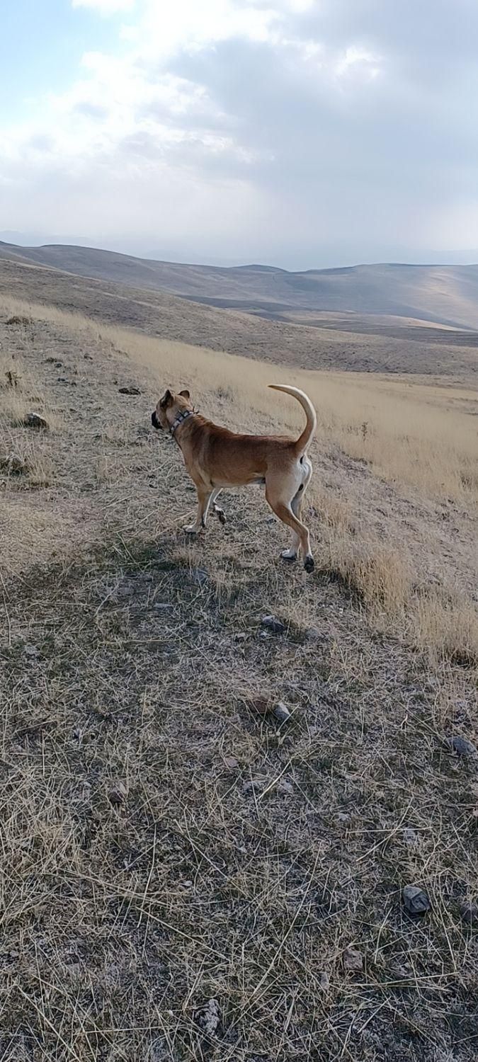 سگ سرابی دو ساله گله ای|سگ|اردبیل, |دیوار