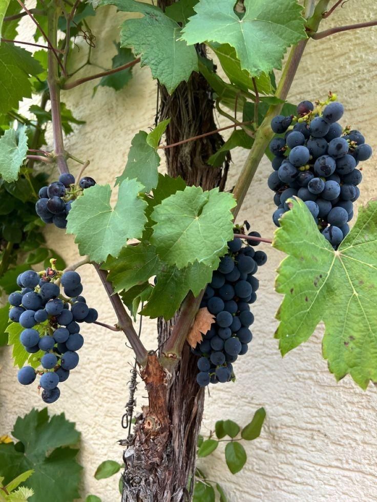 شابلون شمشیری قیسی هلو کیوی سیب|خدمات باغبانی و درختکاری|بیرجند, |دیوار