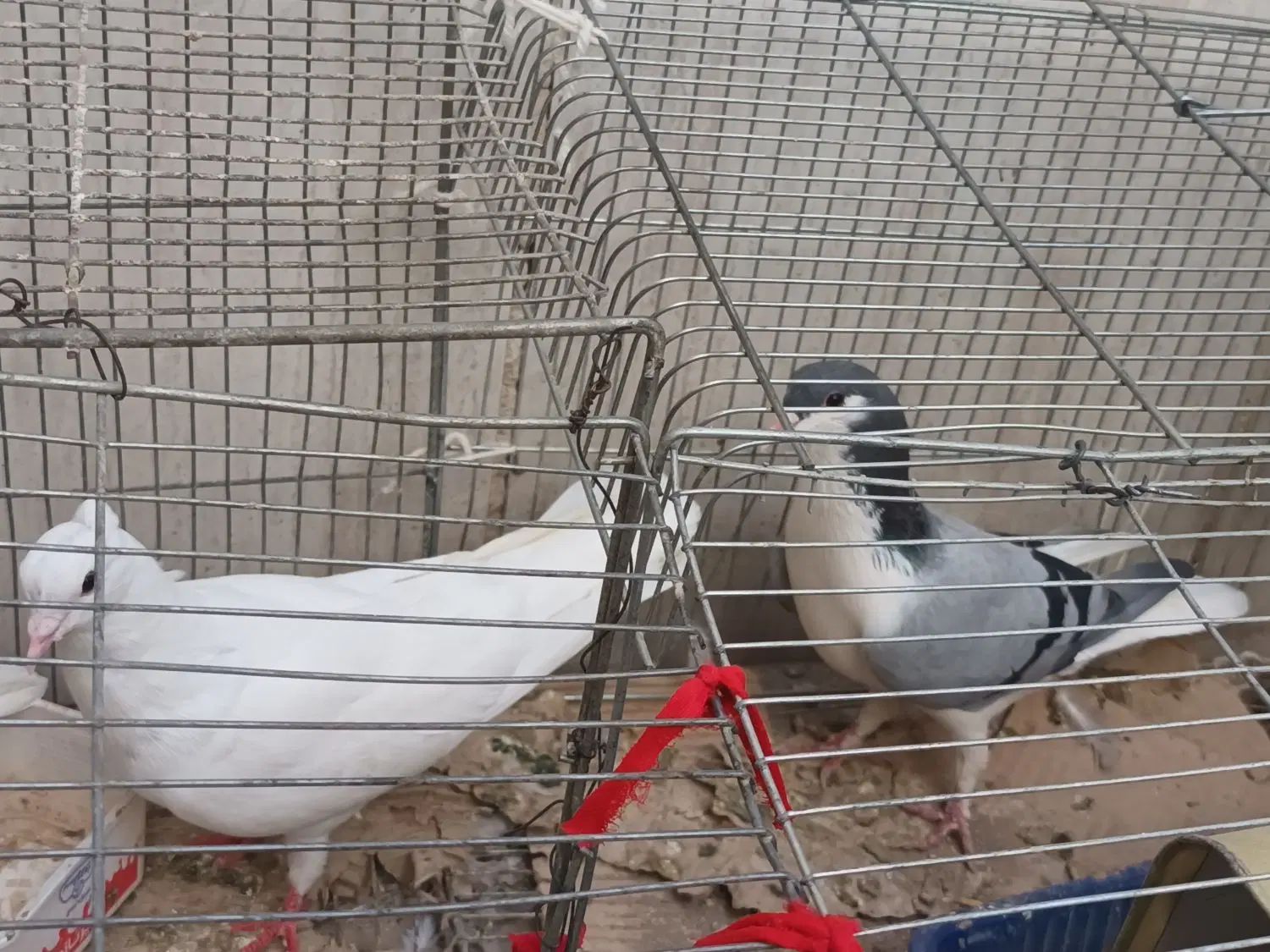 کبوتر بدرنگ|پرنده|اصفهان, خیادان|دیوار