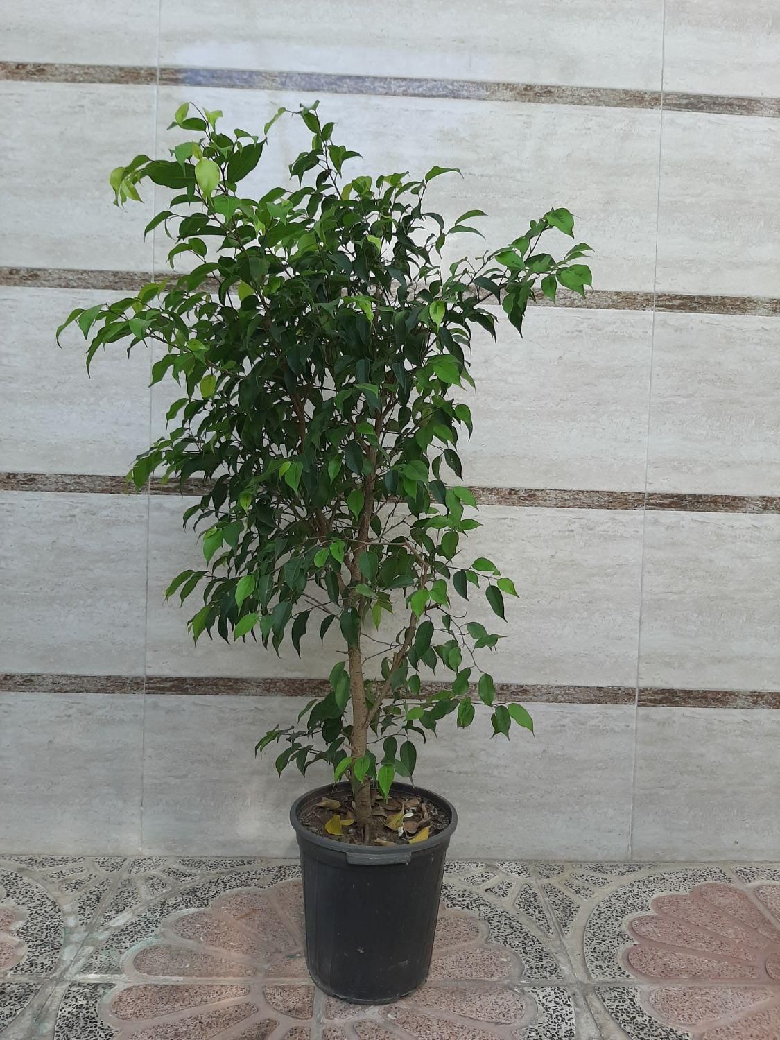 بنجامین|گل و گیاه طبیعی|رشت, جانبازان|دیوار