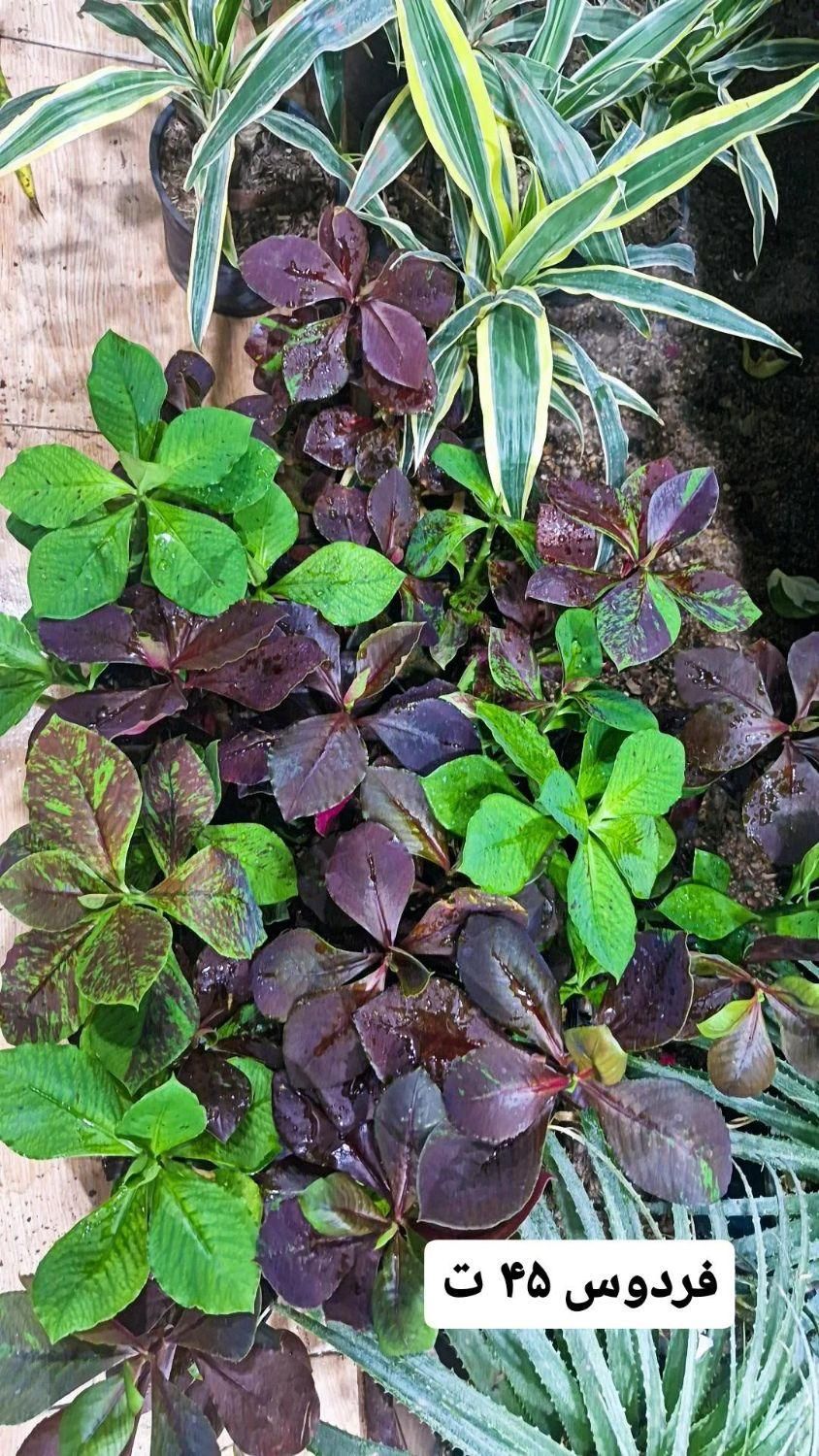 گل فردوس|گل و گیاه طبیعی|بیرجند, |دیوار