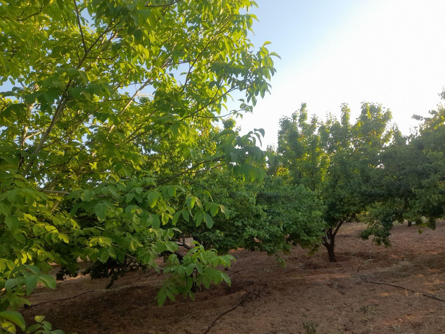باغ شهری ملوسجان|فروش زمین و ملک کلنگی|شیراز, باغ تخت|دیوار