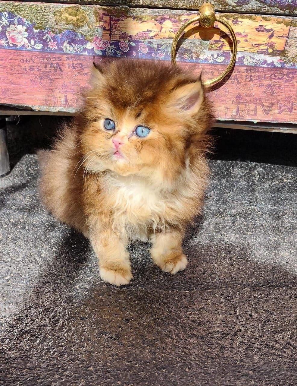 دنیای گربه های اصیل و زیبا( بریتیش پرشین اسکاتیش )|گربه|گرگان, |دیوار