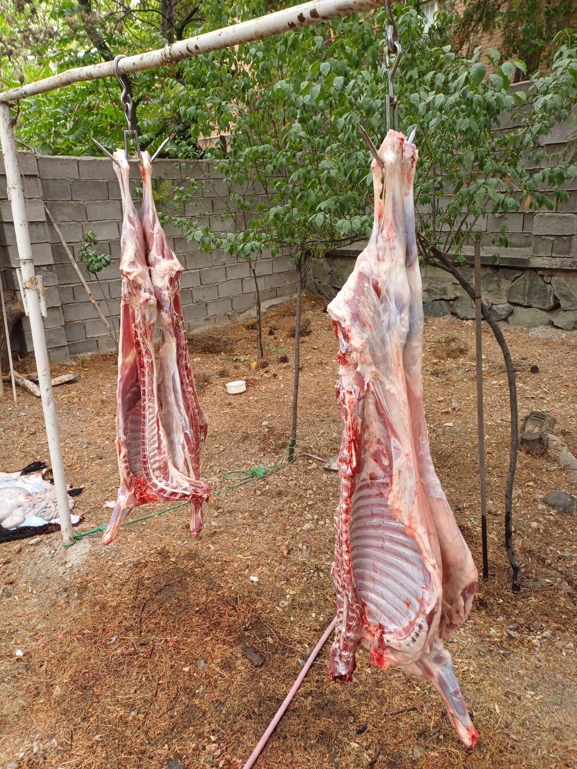 گوسفند زنده گوشتی|حیوانات مزرعه|تهران, نارمک|دیوار