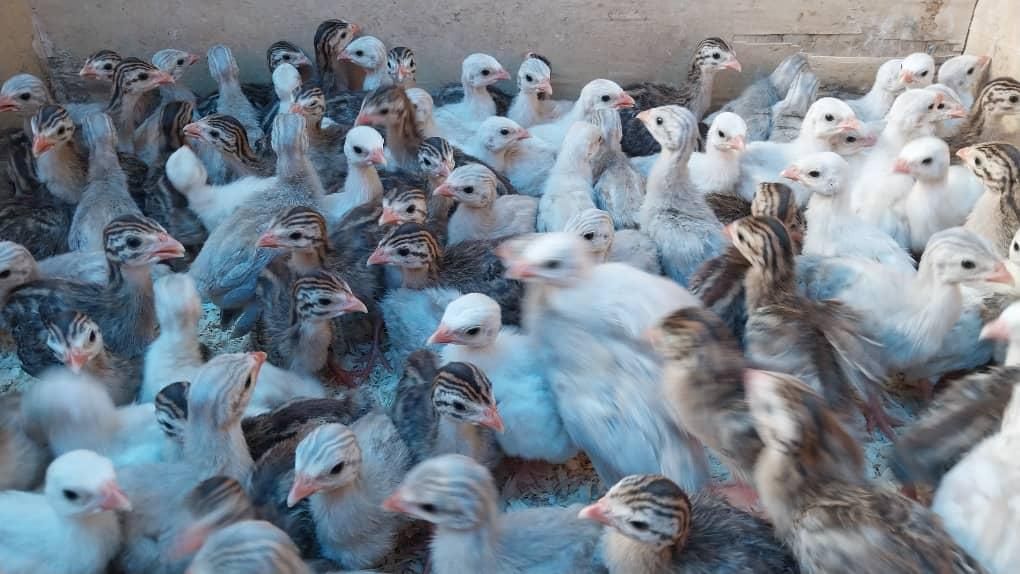 مرغ شاخدار و جوجه شاخدار|حیوانات مزرعه|تهران, اکباتان|دیوار