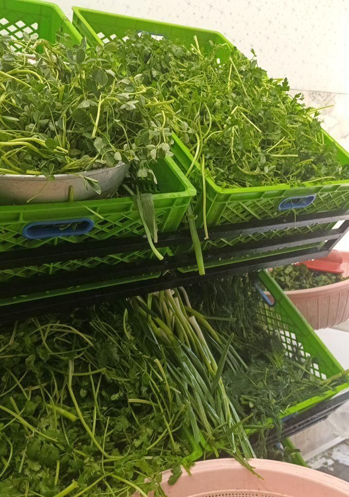 سبزی خردکنی ریحون|خوردنی و آشامیدنی|قدس, شهرقدس|دیوار