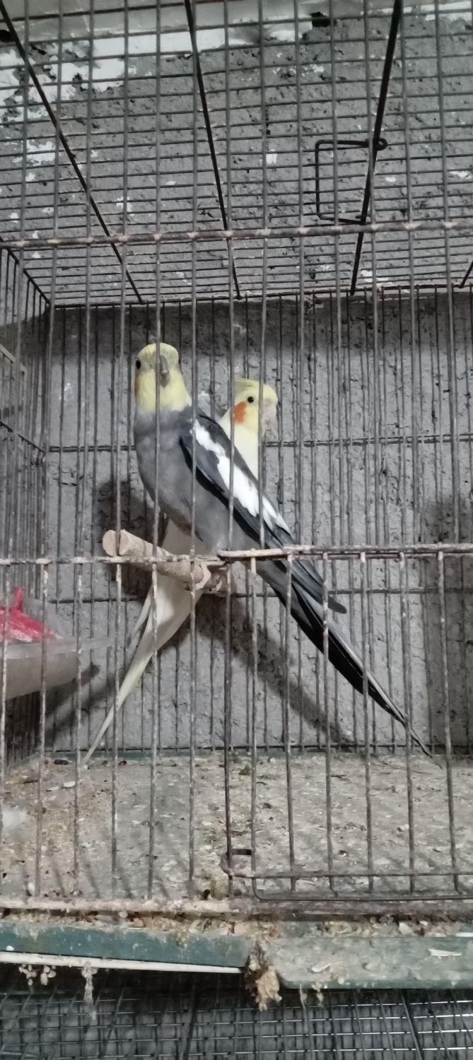 طوطی عروس نر و ماده|پرنده|رشت, آب آسیاب|دیوار