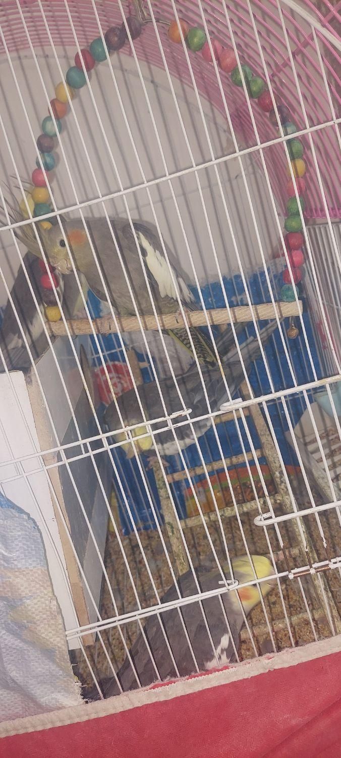 عروس هلندی|پرنده|فلاورجان, |دیوار