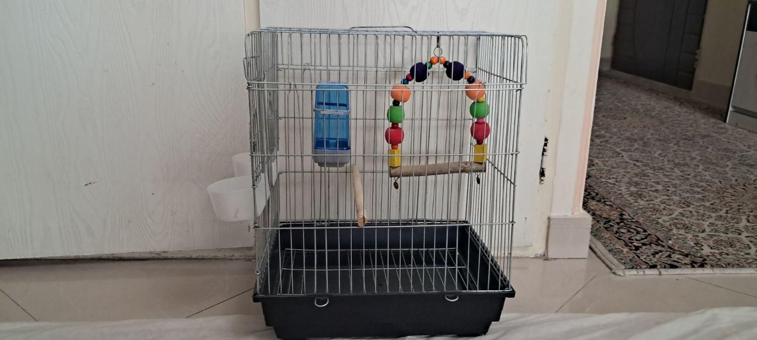 عروس هلندی|لوازم جانبی حیوانات|تهران, امیریه|دیوار