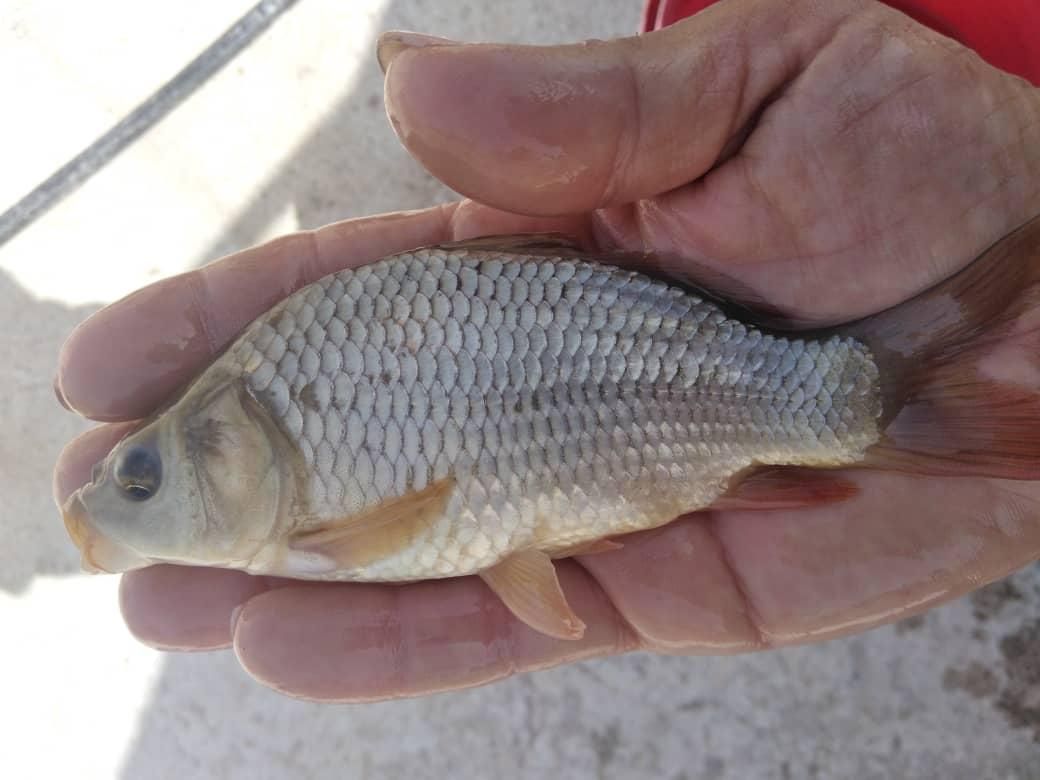 بچه ماهی .کپور .امور.قزل الا .خاویاری|ماهی|قرچک, داوود آباد|دیوار