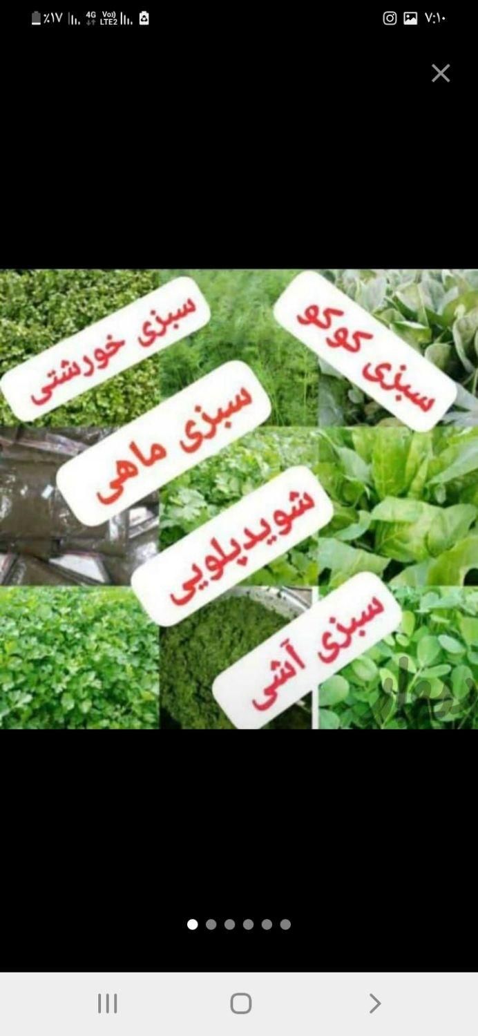 سبزی آماده کدبانو۱۰۰٪تضمینی|خوردنی و آشامیدنی|دهگلان, |دیوار