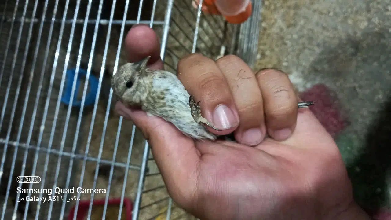 فروش سهره|پرنده|اصفهان, پرتمان|دیوار