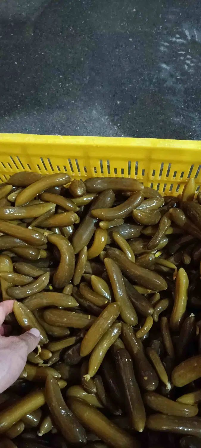 تولید و فروش انواع ترشی، خیارشور و مشتقات سیر سیاه|عمده‌فروشی|ری, دولت‌آباد|دیوار